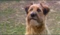 dr dolittle 3-avi_434.jpg